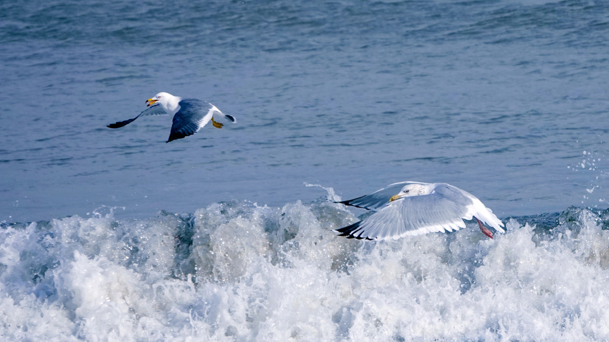 大自然的馈赠乘风破浪的海鸥