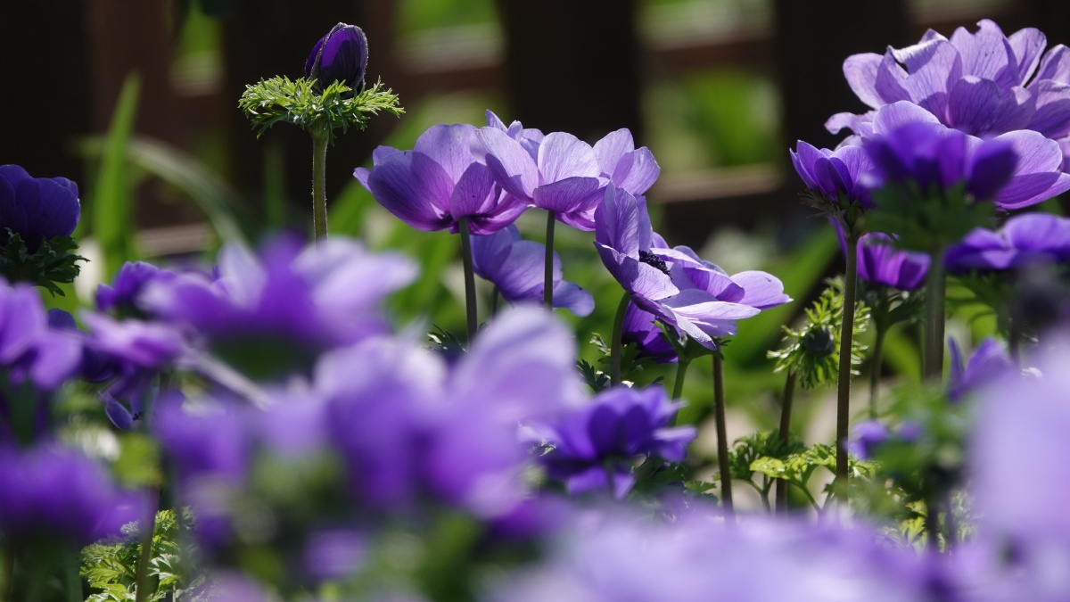 银莲花因似风所吹开放又名风之花以色列国花23月正值银莲花节近处观赏