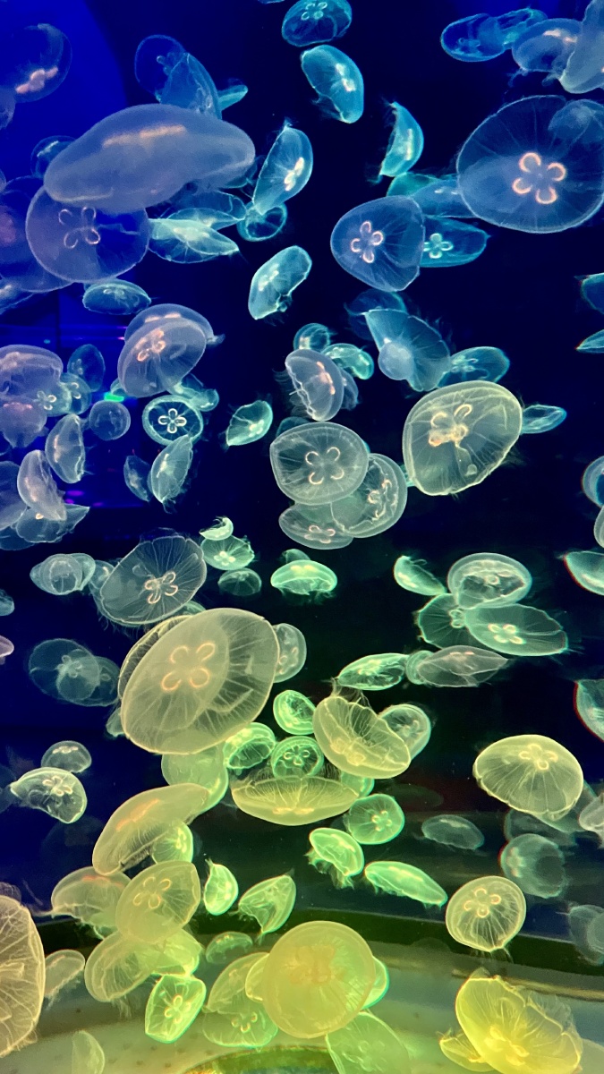 海昌海洋公园神奇的水母世界美轮美奂