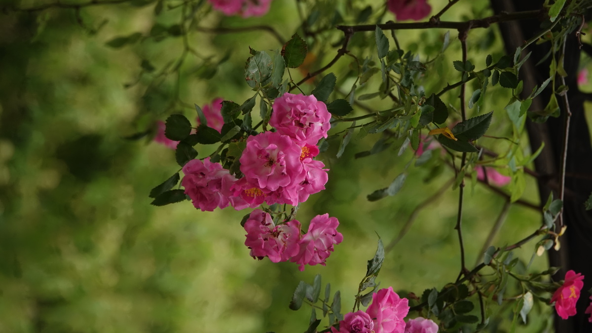 五月蔷薇花怒放伸枝探头出栅墙67