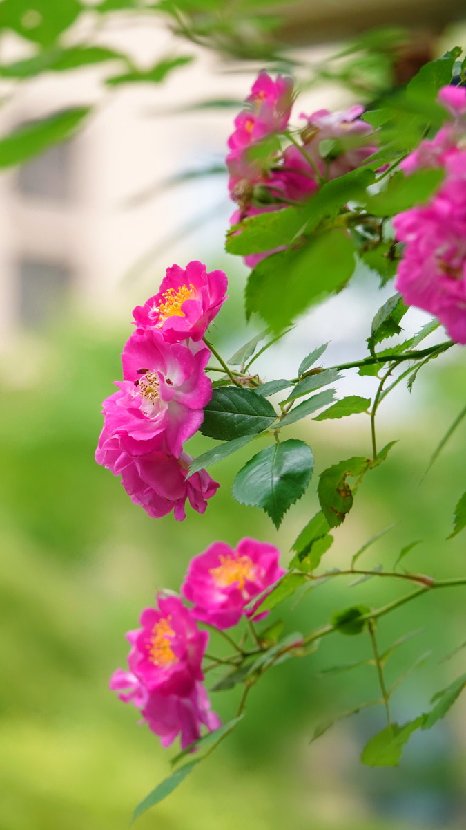 五月蔷薇花怒放伸枝探头出栅墙67