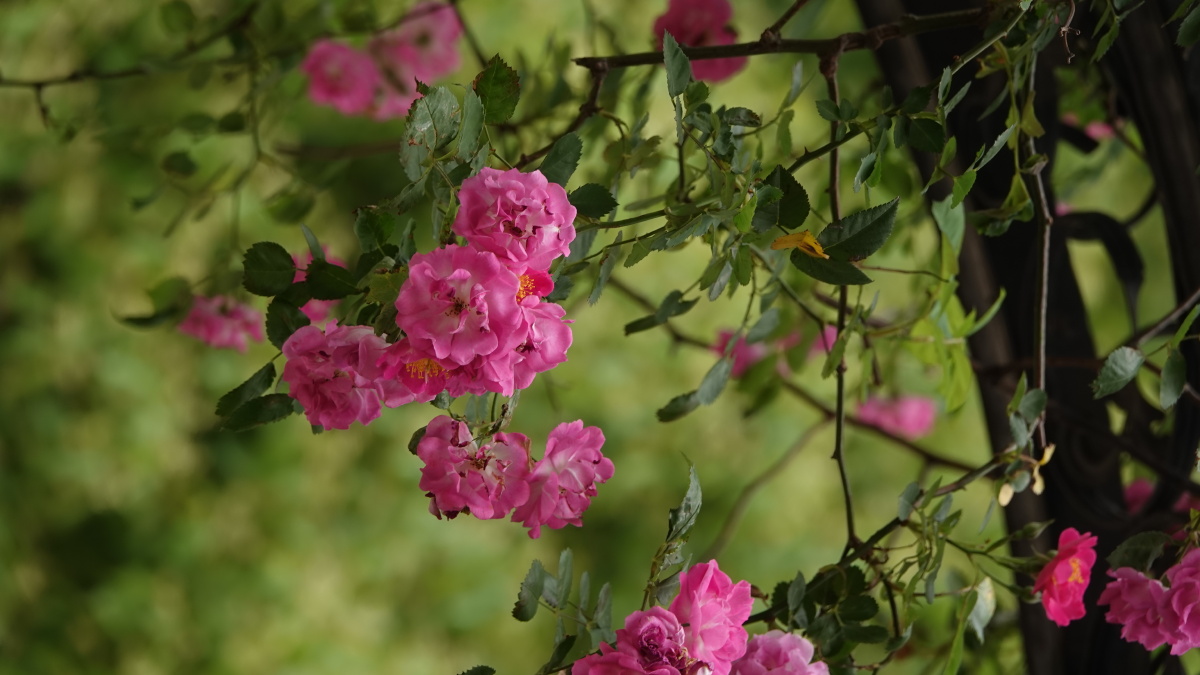 五月蔷薇花怒放伸枝探头出栅墙67