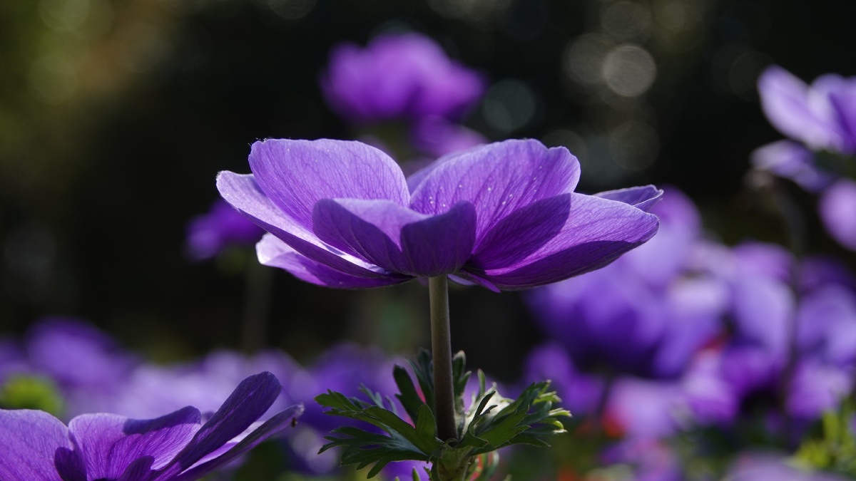银莲花因似风所吹开放又名风之花以色列国花23月正值银莲花节近处观赏