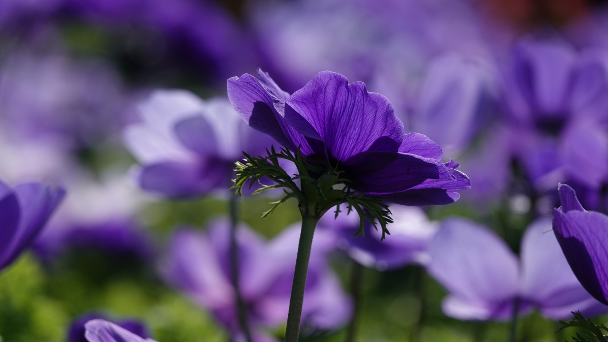 银莲花因似风所吹开放又名风之花以色列国花23月正值银莲花节近处观赏