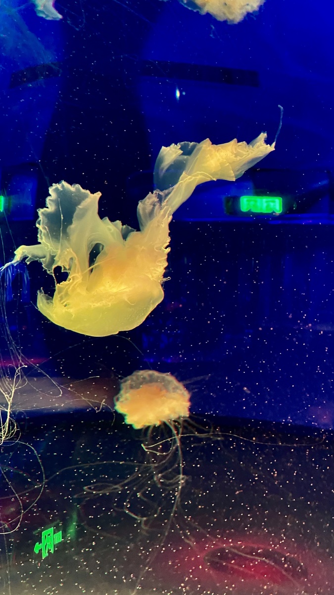 海昌海洋公园神奇的水母世界美轮美奂