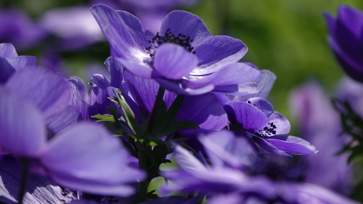 银莲花因似风所吹开放又名风之花以色列国花23月正值银莲花节近处观赏