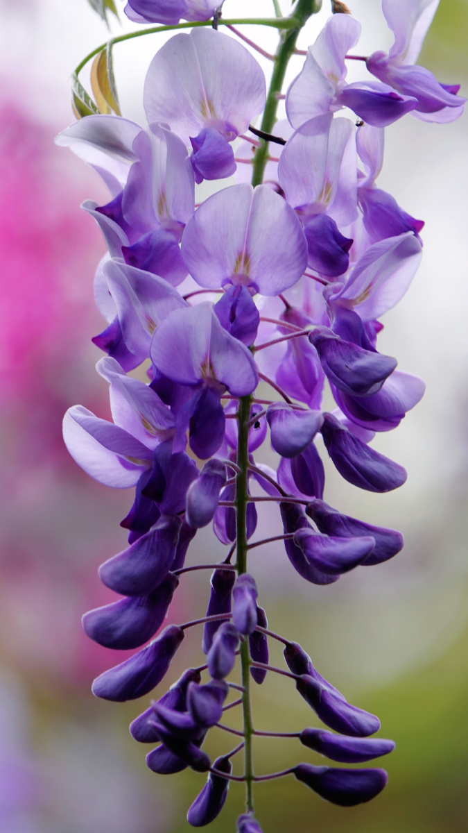 紫藤花开如梦如幻如仙境一帘美梦一帘风沉醉花海醉其中