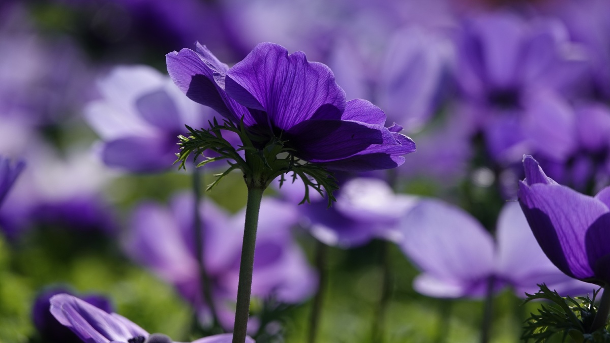 银莲花因似风所吹开放又名风之花以色列国花23月正值银莲花节近处观赏