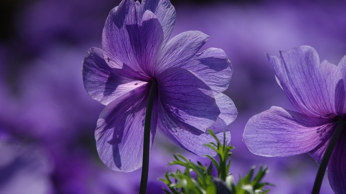 银莲花因似风所吹开放又名风之花以色列国花23月正值银莲花节近处观赏