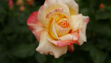89855A4B-1AE5-4CB4-887A-81F5E461C0D6/L0/001