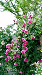 AD30B583-EBA1-447A-88C0-2D4A93C51ABF/L0/001