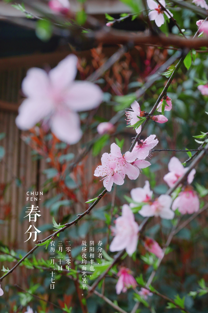 西西的风景2020年3月20日668关注今日春分花花园#二十四节气#春分您的