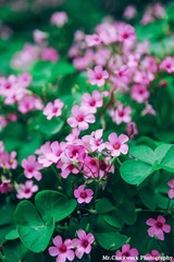 P1070171g