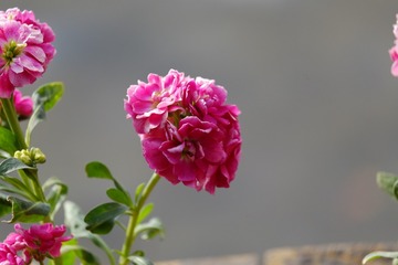 WSCF5554