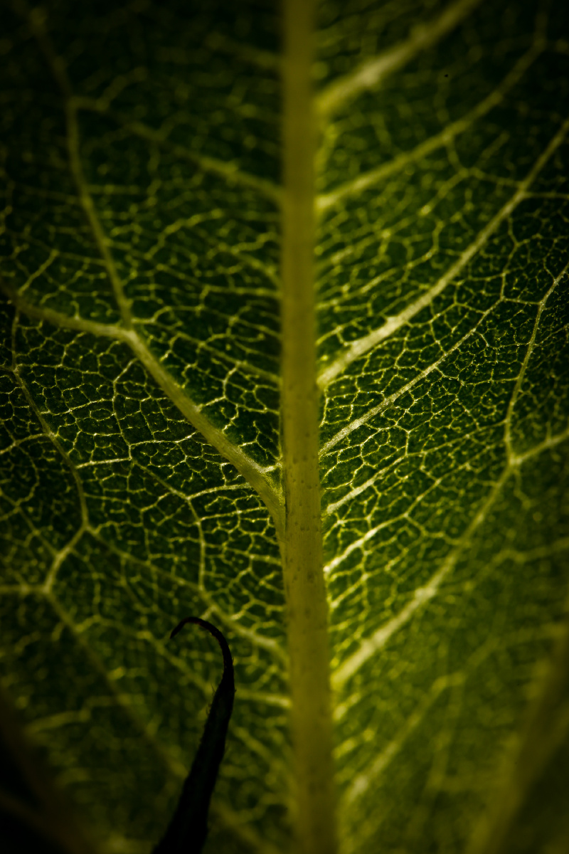 光照充分的葵花叶叶脉清晰.