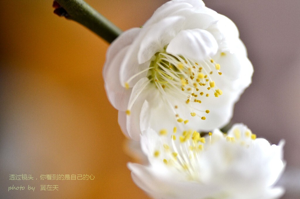 花之呢喃