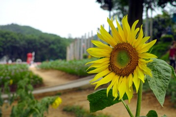 SDIM4544