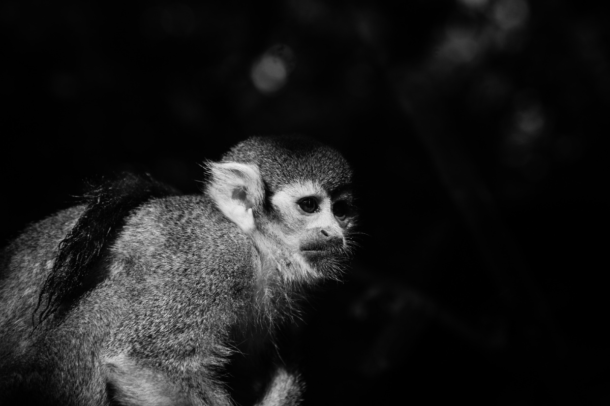 在黑暗的房间中,一只猴子蹲坐在玻璃窗后,享受着仅有的一点点阳光.