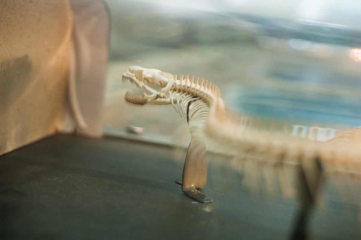 阵列在北京动物园两栖动物馆的一具蟒蛇骨架.