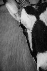 zoo-10