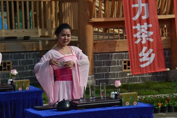 茶乡姑娘