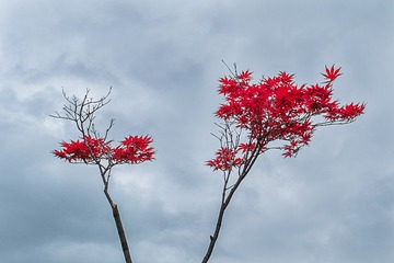 红叶红了