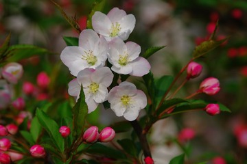 IMGP2577好