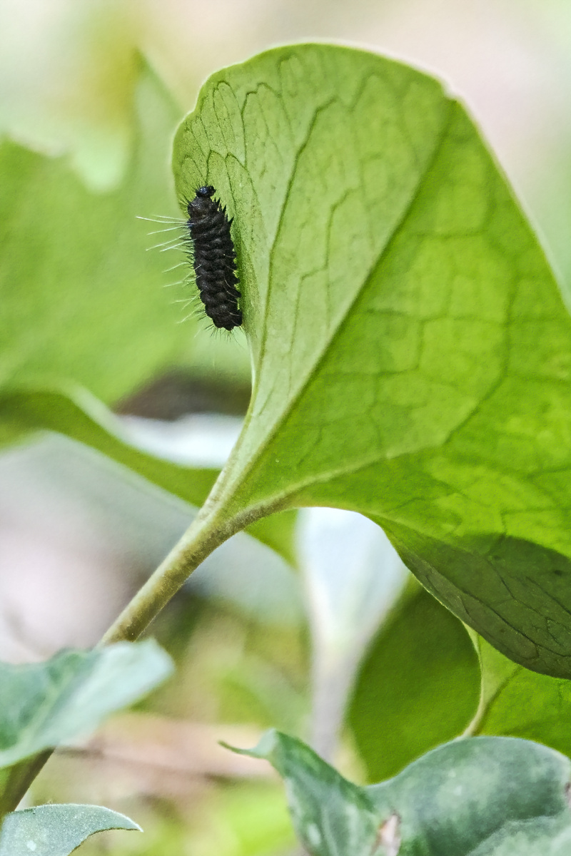 中华虎凤蝶幼虫 - 梦游的风 - 图虫