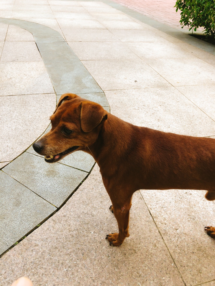 超级喜欢我家欢欢三号猎犬