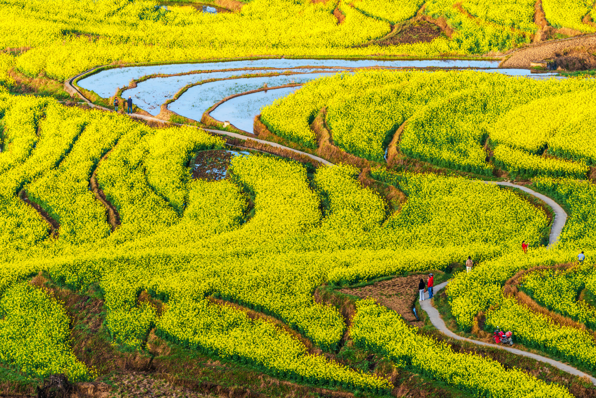 凤堰梯田油菜花