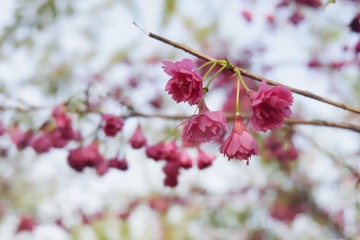 CF326401-97C7-49D8-9753-9A409ED851F8/L0/001