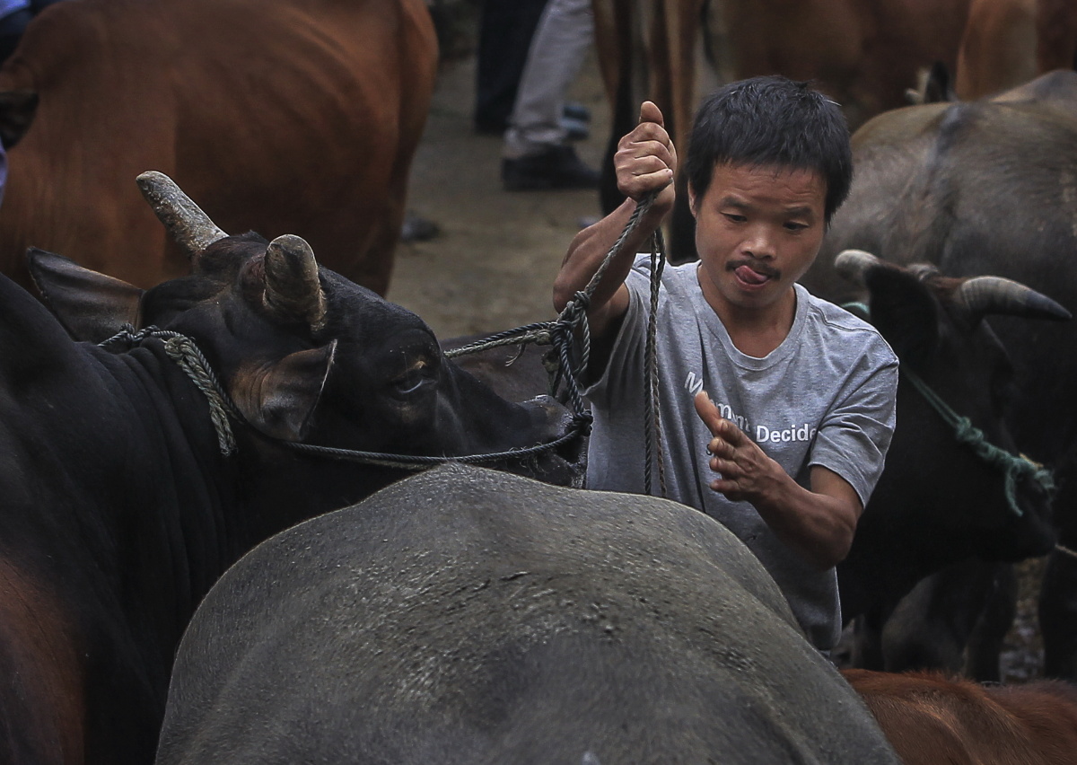 4,牛贩将成功交易的牛拴起.