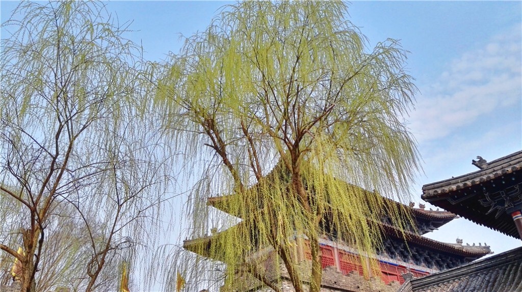 不知细叶谁裁出，二月春风似剪刀