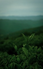 A68F8121-BFAE-4706-8145-18025BA7194B/L0/001