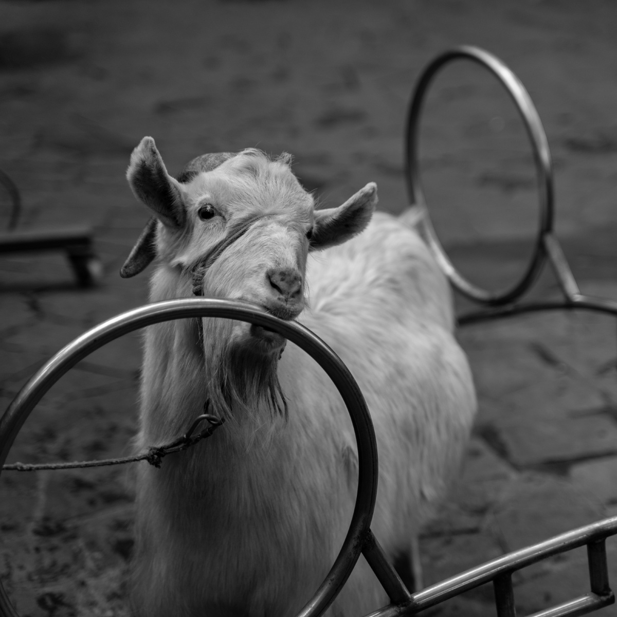 16615只马戏团的山羊,年入古稀 - 灰蓝韦伯猫 - 图虫