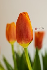 4033B240-97F3-40D2-A3BB-A1D52A554351/L0/001