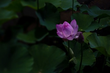 326F378D-1EEB-4800-A77C-80926294C595/L0/001