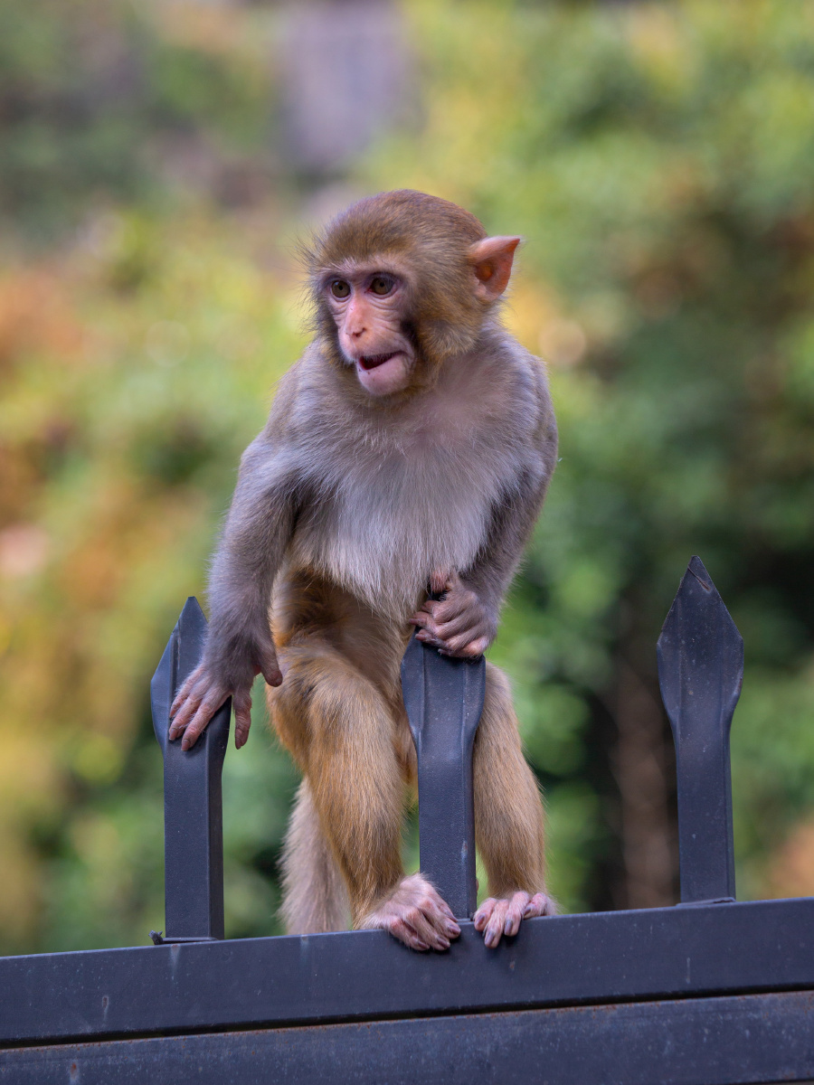 七星公园里的猴子