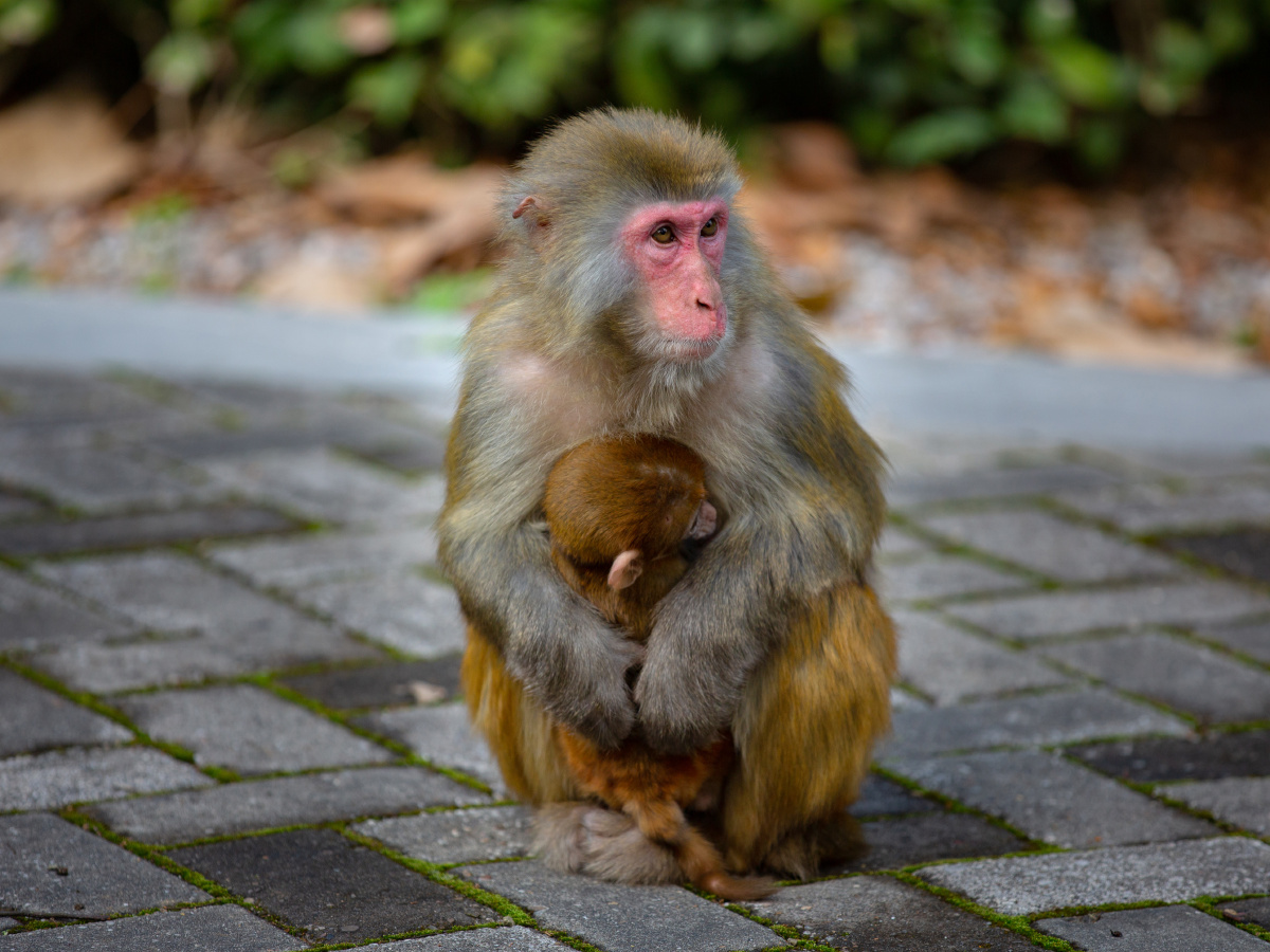 七星公园里的猴子