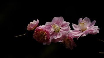 _YZJ8105
