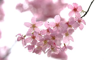 _YZJ8232_