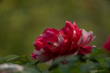 25533637-A07C-4276-9F9F-05B4379F509C/L0/001