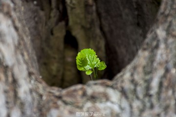树洞奇迹