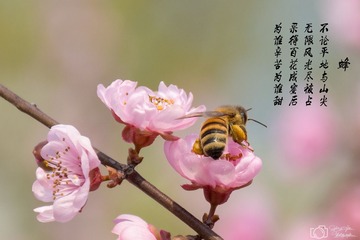 春天蜜蜂-1