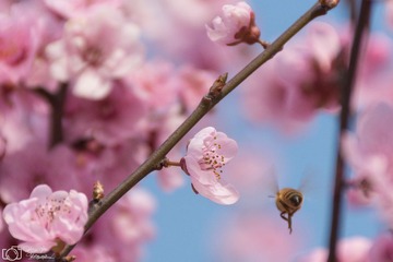 春天蜜蜂-2