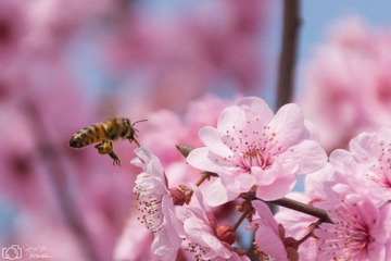 春天蜜蜂-8