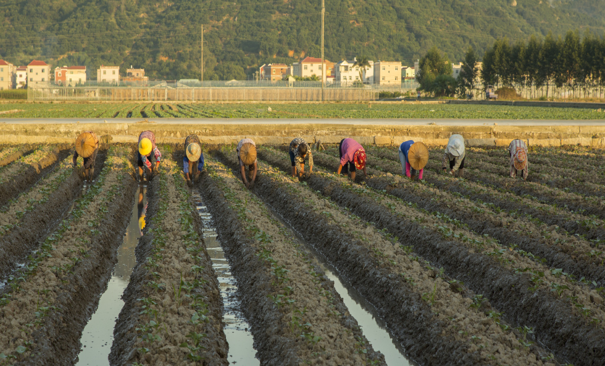 龙海市东宝村一群勤劳的农家妇女,在田间l劳动