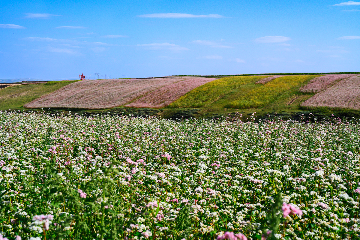 荞麦花海