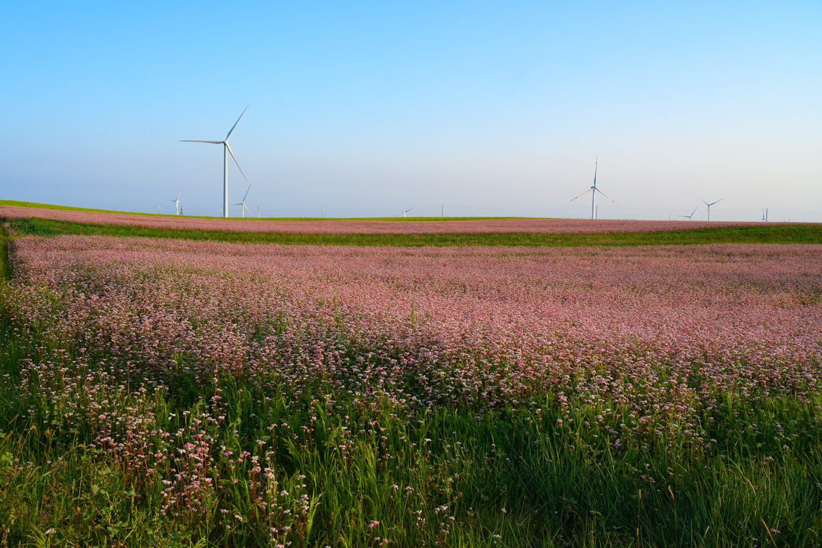 荞麦花海