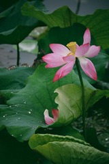 20170625_5CC36217-8B32-473B-9614-EFBD5C2BC784